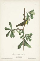 Pl. 24 Roscoe's Yellow Throat Fine Art Print