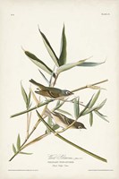Pl. 28 Vireo Solitarius Fine Art Print