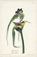 Pl. 30 Vigors Vireo Fine Art Print