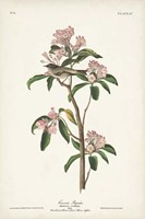 Pl. 55 Cuvier's Regulus Fine Art Print