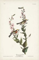 Pl. 59 Chestnut-sided Warbler Fine Art Print