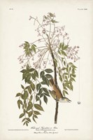 Pl. 63 White-eyed Flycatcher Fine Art Print