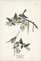 Pl. 84 Bluegrey Flycatcher Fine Art Print