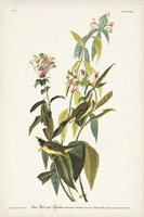 Pl. 124 Green Black-capt Flycatcher Fine Art Print