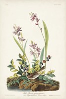 Pl. 139 Field Sparrow Fine Art Print
