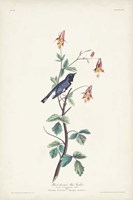 Pl. 155 Black-throated Blue Warbler Fine Art Print