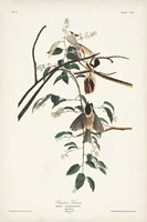Pl. 160 Carolina Titmouse Fine Art Print