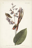 Pl. 183 American Golden-crested Wren Fine Art Print