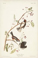 Pl. 194 Canadian Titmouse Fine Art Print