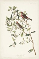 Pl. 375 Lesser Red Poll Fine Art Print