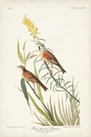 Pl. 384 Black-throated Bunting Fine Art Print