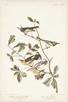 Pl. 414 Golden-winged Warbler Fine Art Print