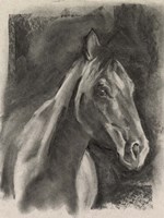 Charcoal Horse Study on Grey I Fine Art Print