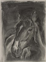 Charcoal Horse Study on Grey II Fine Art Print