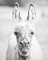 Donkey Portrait IV Fine Art Print