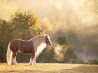 Golden Lit Horse I Fine Art Print