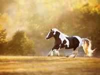 Golden Lit Horse II Fine Art Print