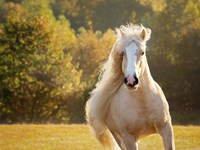 Golden Lit Horse IV Fine Art Print