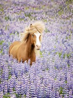 Horse in Lavender I Fine Art Print