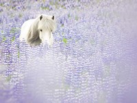 Horse in Lavender II Fine Art Print