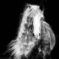 Black and White Horse Portrait I Fine Art Print