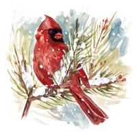 The Cardinal I Framed Print