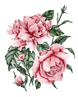 Roses are Red II Framed Print