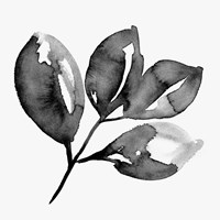 Feuille II Fine Art Print