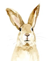 Bunn II Fine Art Print