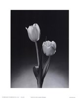 Tulips by Dick and Diane Stefanich - 8" x 10"