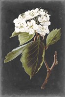 Dramatic White Flowers I Fine Art Print