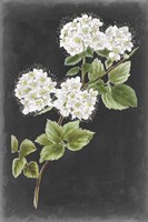 Dramatic White Flowers II Fine Art Print