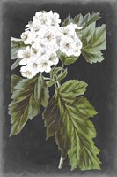 Dramatic White Flowers IV Fine Art Print