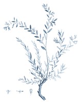 Antique Botanical in Blue VII Fine Art Print