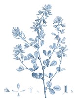 Antique Botanical in Blue VIII Fine Art Print