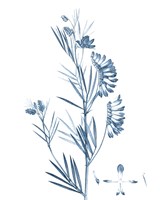 Antique Botanical in Blue IX Fine Art Print