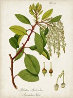 Antique Greenery III Fine Art Print