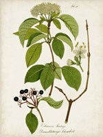 Antique Greenery IV Fine Art Print