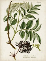 Antique Greenery V Fine Art Print