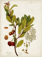 Antique Greenery VI Fine Art Print