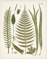 Fanciful Ferns V Fine Art Print