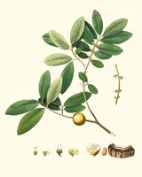 Spring Green Foliage VII Framed Print