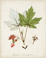 Antique Tree Study I Fine Art Print