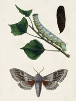 Caterpillar & Moth III Fine Art Print