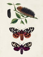 Caterpillar & Moth V Fine Art Print