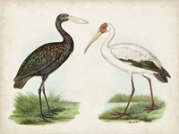 Antique Waterbirds I Fine Art Print