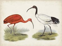 Antique Waterbirds II Fine Art Print