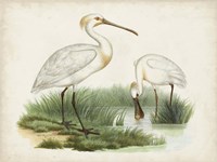 Antique Waterbirds III Fine Art Print