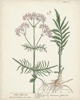 Antique Herbs I Fine Art Print