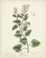 Antique Herbs III Fine Art Print